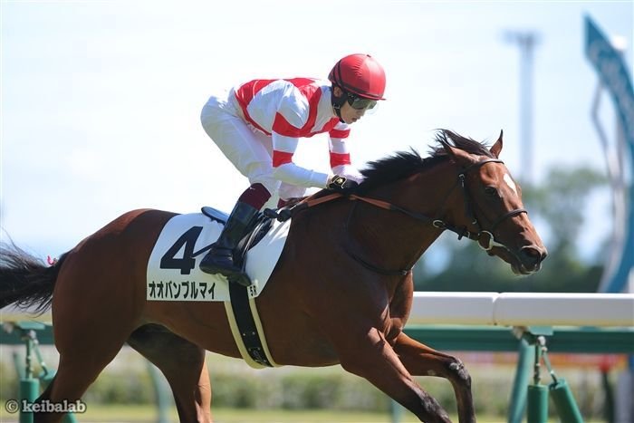 スプリンターズS】前回は1～3着独占！大谷翔平「54-57」で浮上した超